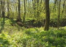 林中漫步图片,自然之美与心灵之旅